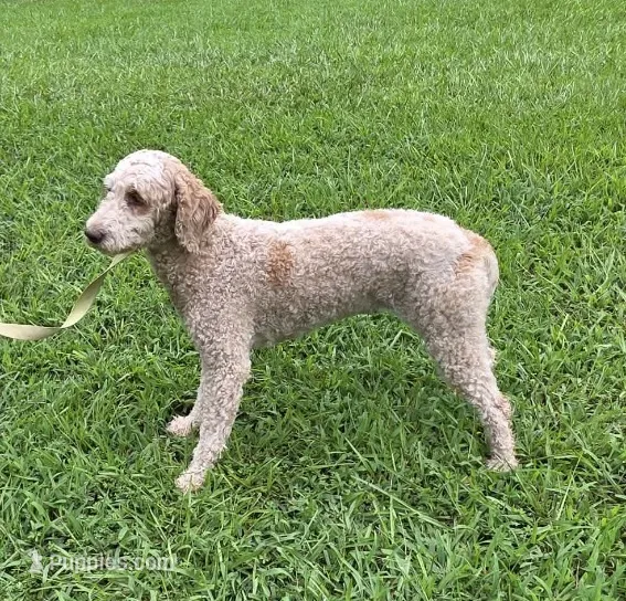 Minnie – Miniature Goldendoodle puppy for sale in Cartersville, GA