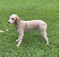 Minnie, a female Miniature Goldendoodle for sale in Cartersville, GA – 1 of 2