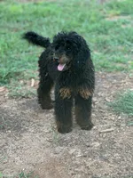 Jett, a male Poodle - Miniature  for sale in Cartersville, GA – 3 of 4