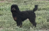 Jett, a male Poodle - Miniature  for sale in Cartersville, GA – 2 of 4