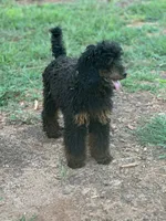 Jett, a male Poodle - Miniature  for sale in Cartersville, GA – 4 of 4