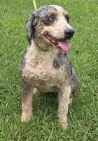 Sky, a female Miniature Bernedoodle for sale in Cartersville, GA – 2 of 2