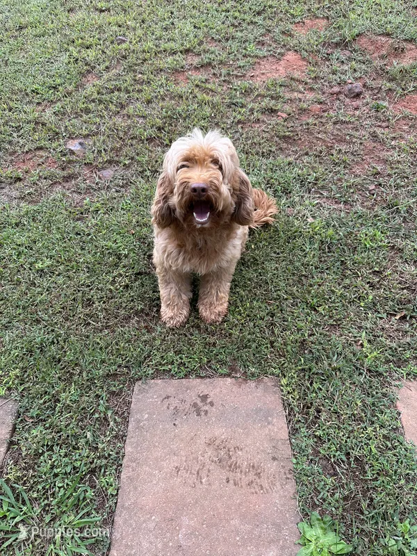 Red  – Miniature Goldendoodle puppy for sale in Cartersville, GA