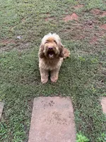 Red , a male Miniature Goldendoodle for sale in Cartersville, GA – 1 of 2