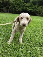 Minnie, a female Miniature Goldendoodle for sale in Cartersville, GA – 2 of 2