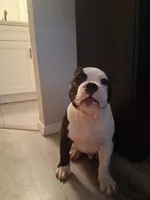 TORRO, a male American Bully for sale in Glendale, AZ – 8 of 8
