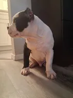 TORRO, a male American Bully for sale in Glendale, AZ – 6 of 8