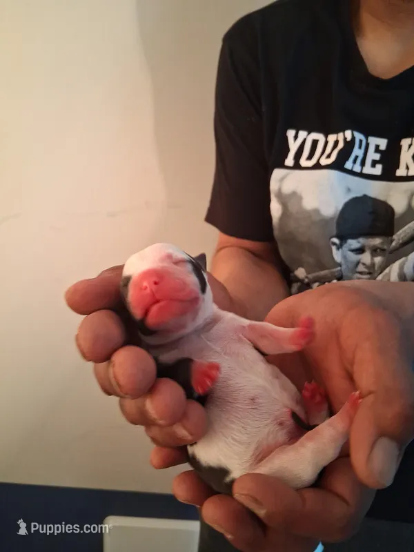 TORRO, a male American Bully for sale in Glendale, AZ – 1 of 8