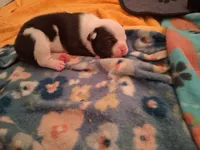 TORRO, a male American Bully for sale in Glendale, AZ – 3 of 8
