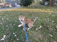 Beanie, a male Shiba Inu for sale in Charlestown, IN – 2 of 5