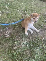 Beanie, a male Shiba Inu for sale in Charlestown, IN – 4 of 5
