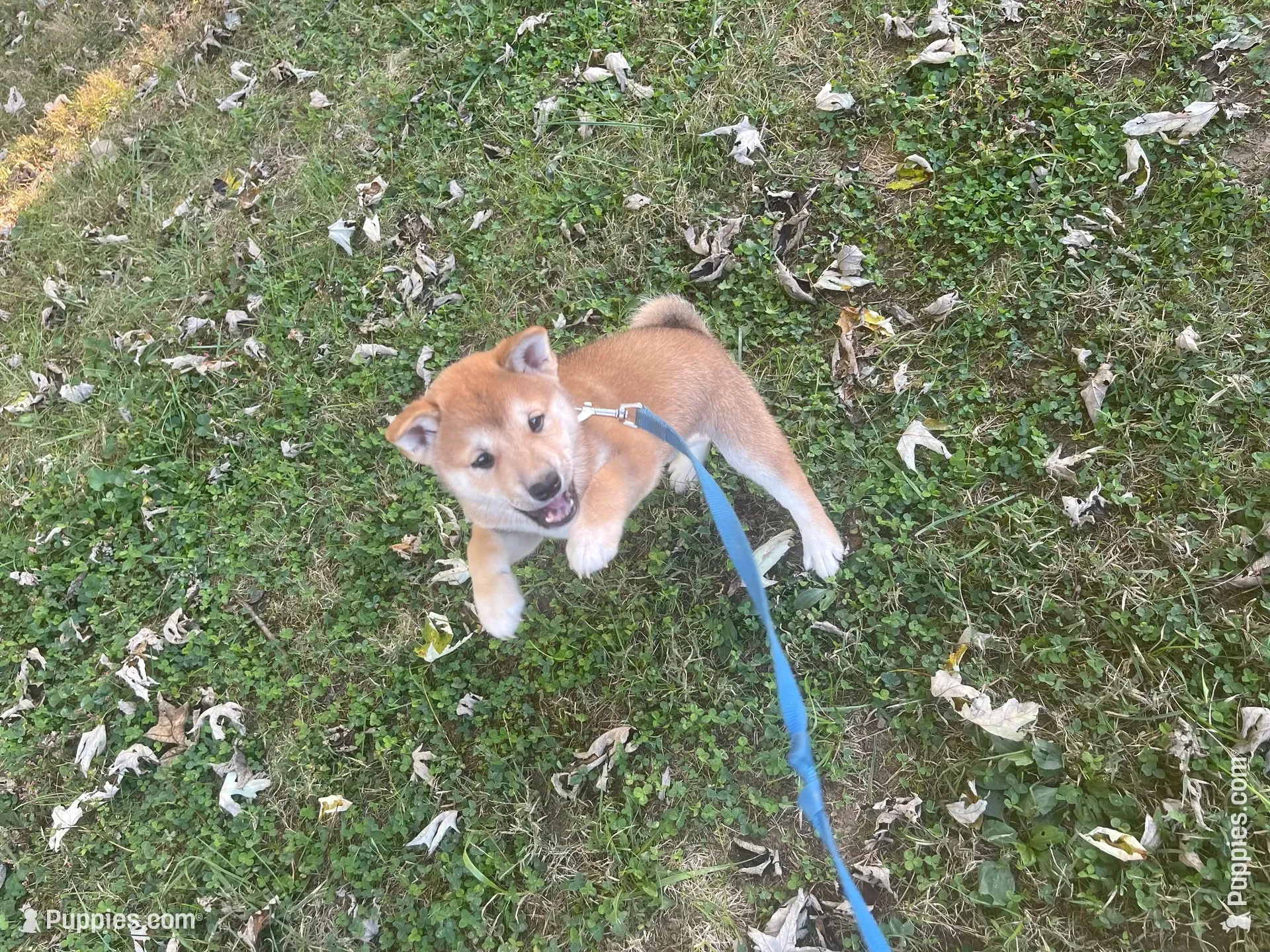 Beanie, a male Shiba Inu for sale in Charlestown, IN – 3 of 5