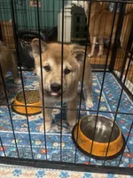 Beanie, a male Shiba Inu for sale in Charlestown, IN – 5 of 5