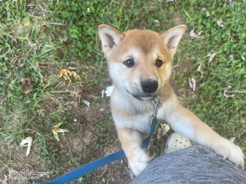 Beanie – Shiba Inu puppy for sale in Charlestown, IN