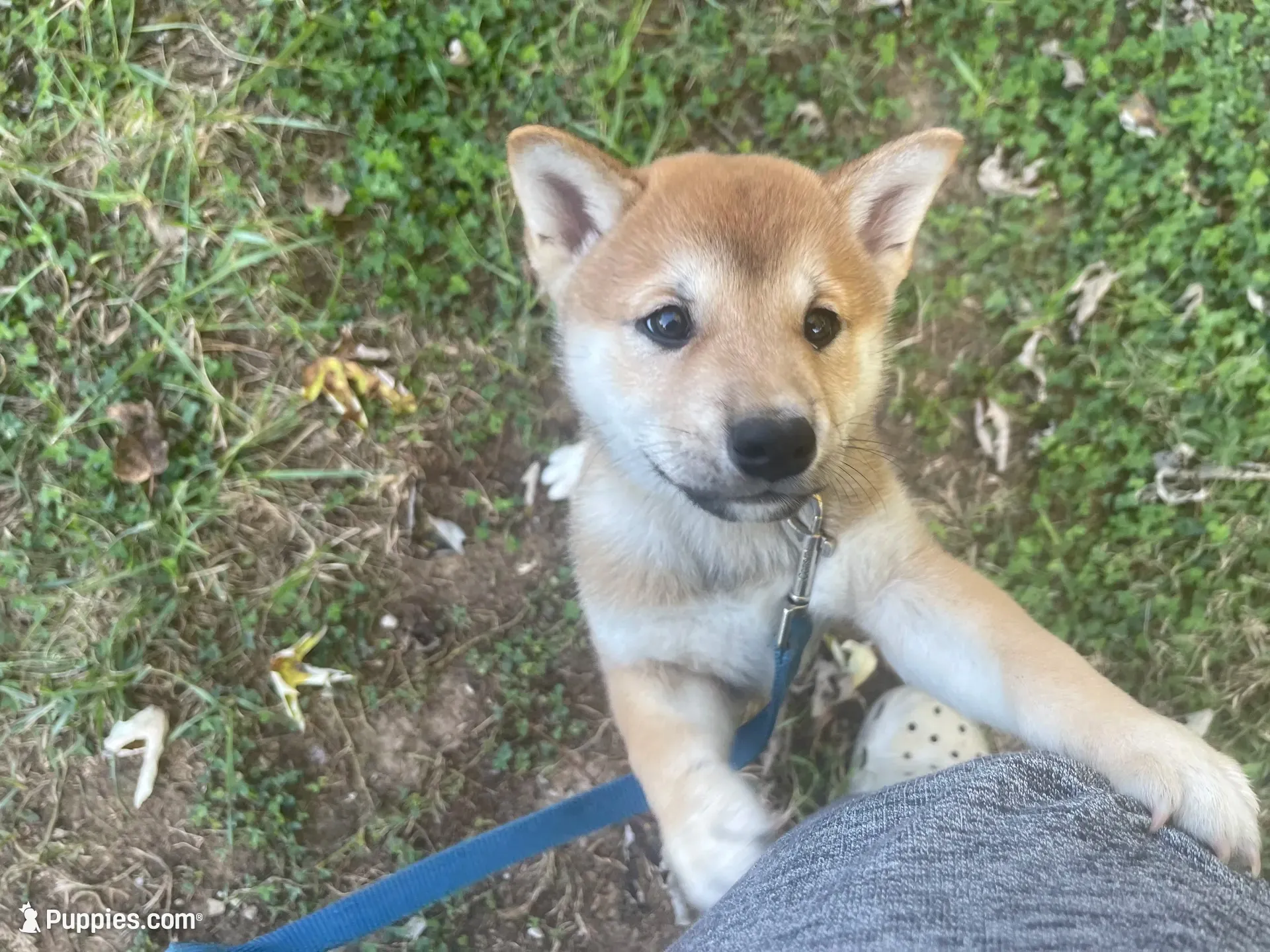 Beanie, a male Shiba Inu for sale in Charlestown, IN – 1 of 5
