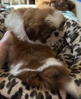 BUDDY, a male Shih Tzu for sale in Elma, WA – 3 of 3