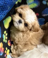 Dilly , a male Shih Tzu for sale in Elma, WA – 2 of 4