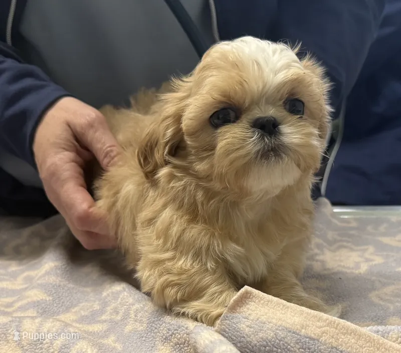 Dilly  – Shih Tzu puppy for sale in Elma, WA