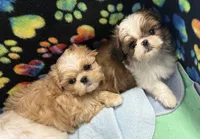 Dilly , a male Shih Tzu for sale in Elma, WA – 4 of 4