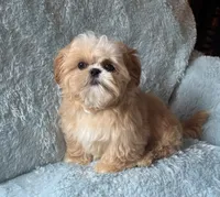 DILLEY, a male Shih Tzu for sale in Elma, WA – 1 of 3