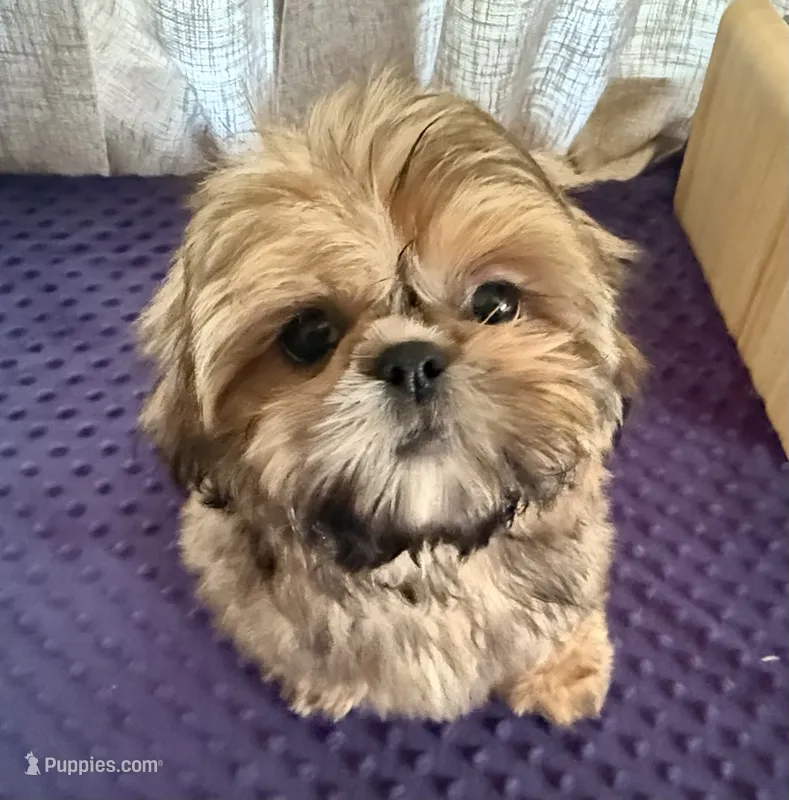 DUDLEY – Shih Tzu puppy for sale in Elma, WA