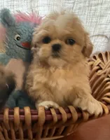 Dilly , a male Shih Tzu for sale in Elma, WA – 3 of 4
