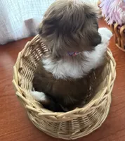 Dapper Dan, a male Shih Tzu for sale in Elma, WA – 3 of 4