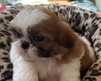 BUDDY, a male Shih Tzu for sale in Elma, WA – 2 of 3