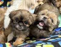 DUDLEY, a male Shih Tzu for sale in Elma, WA – 3 of 3