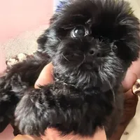OZZIE, a male Shih Tzu for sale in Elma, WA – 3 of 3