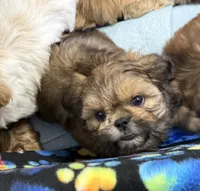 DUDLEY, a male Shih Tzu for sale in Elma, WA – 2 of 3
