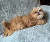 DILLEY, a male Shih Tzu for sale in Elma, WA – 3 of 3