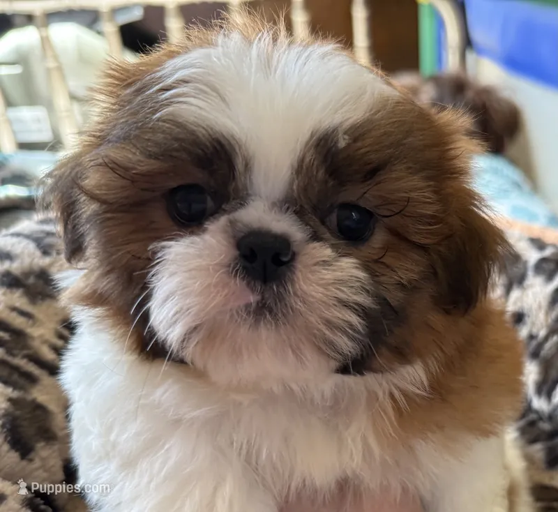 BUDDY – Shih Tzu puppy for sale in Elma, WA