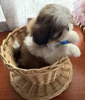 Dapper Dan, a male Shih Tzu for sale in Elma, WA – 4 of 4