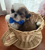 Dapper Dan, a male Shih Tzu for sale in Elma, WA – 2 of 4