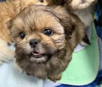 DUDLEY, a male Shih Tzu for sale in Elma, WA – 1 of 3