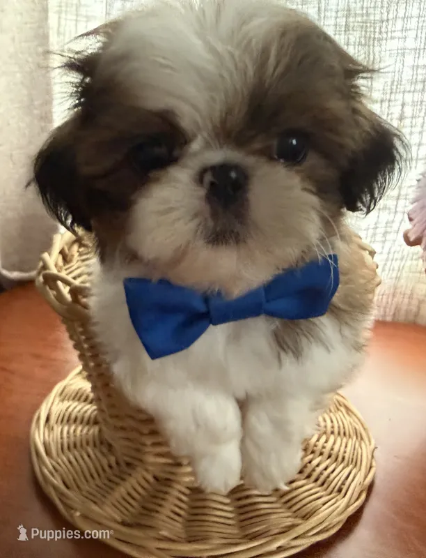 Dapper Dan – Shih Tzu puppy for sale in Elma, WA