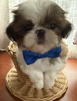 Dapper Dan, a male Shih Tzu for sale in Elma, WA – 1 of 4