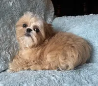 DILLEY, a male Shih Tzu for sale in Elma, WA – 2 of 3
