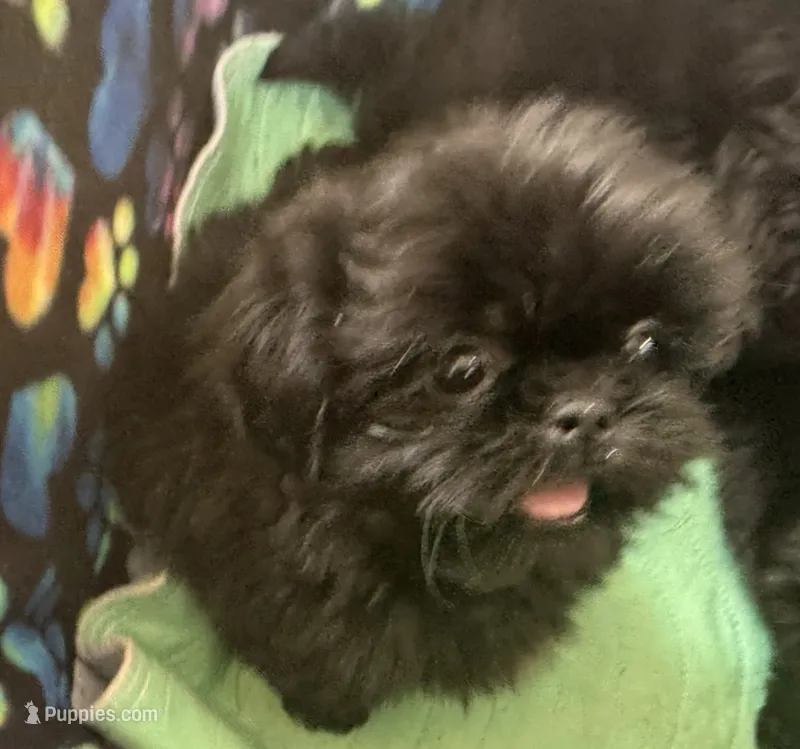 OZZIE – Shih Tzu puppy for sale in Elma, WA