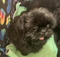 OZZIE, a male Shih Tzu for sale in Elma, WA – 1 of 3