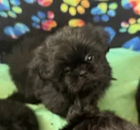 OZZIE, a male Shih Tzu for sale in Elma, WA – 2 of 3