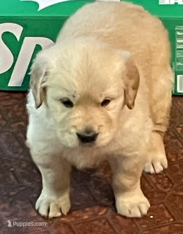 Willy, a male Golden Retriever for sale in Mendota, IL – Photo 1 of 3