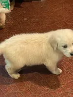 Willy, a male Golden Retriever for sale in Mendota, IL – Photo 2 of 3
