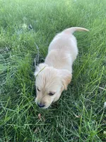Peach, a female Golden Retriever for sale in Mendota, IL – 2 of 3