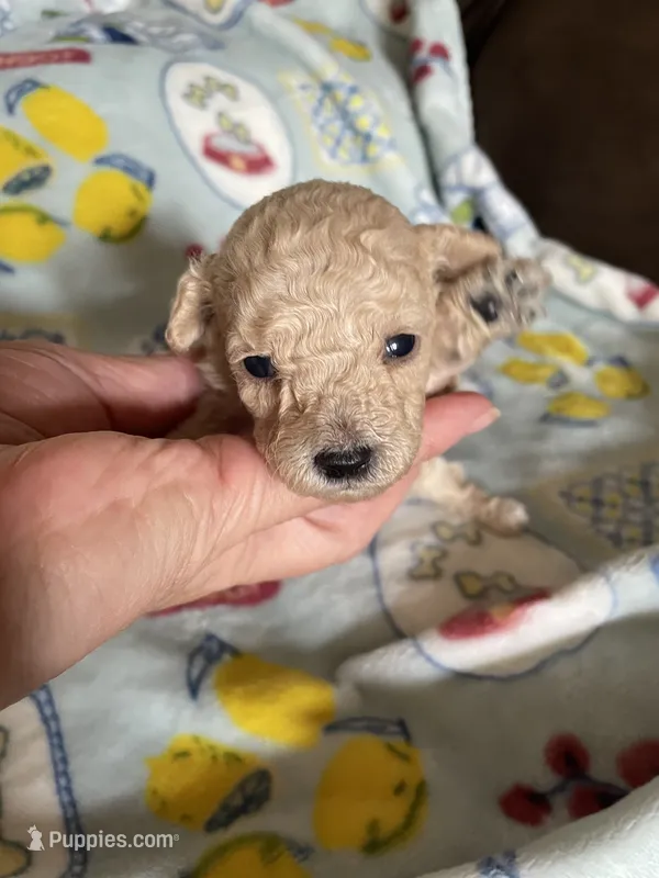 AKC Leo – Poodle - Toy  puppy for sale in Mendota, IL
