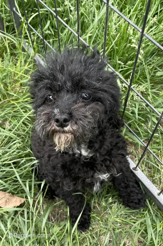 LB – Poodle - Toy  puppy for sale in Mendota, IL
