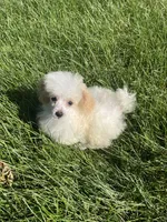 Tiny Tater, a male Poodle - Toy  for sale in Mendota, IL – 4 of 4