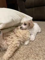 AKC Parti Boy, a male Poodle - Toy  for sale in Mendota, IL – Photo 4 of 4