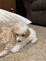 AKC Parti Boy, a male Poodle - Toy  for sale in Mendota, IL – Photo 3 of 4